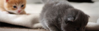 Exploring Kittens