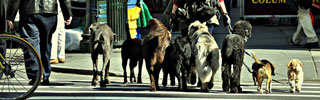 Dog Walker