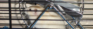 Hamster Wheel