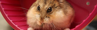 Hamster Wheel