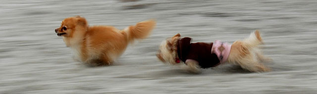 Chasing Tail Chasing Tail