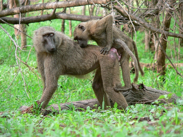 monkey mating monkey mating