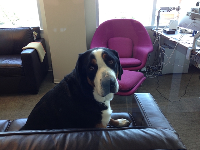Their office is pet friendly. You can bring your pets to work!