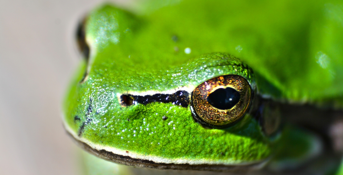 Eat That Frog by Brian Tracy Get Most Important Tasks (MIT) Done