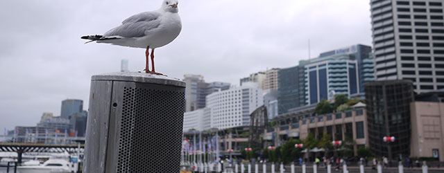 Darling Harbour, Sydney