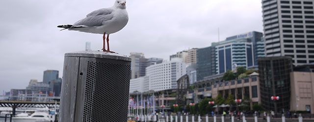 Darling Harbour, Sydney