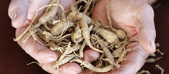 ginseng