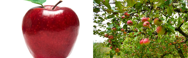 Higher Level Change in Apples