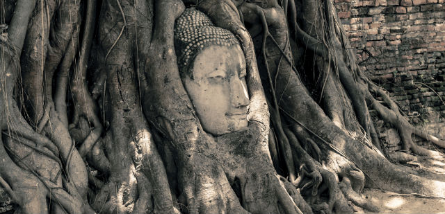 Zen Monk in a Tree