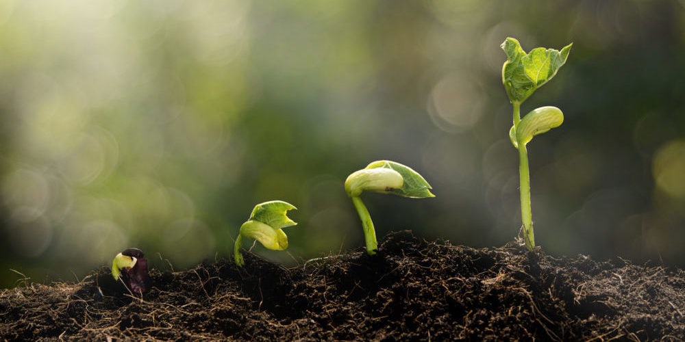 Young plant growing in the morning