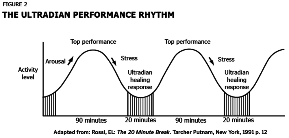 Ultradian rhythms