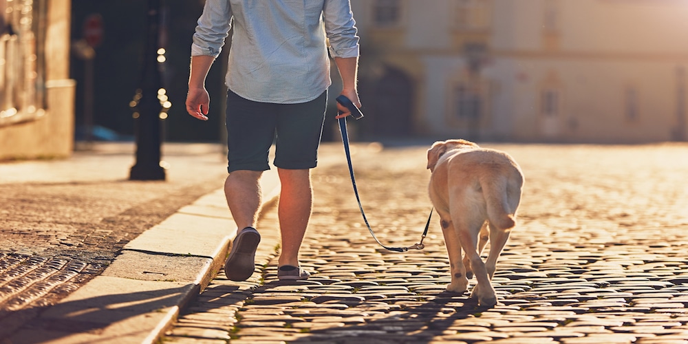 Morning walk with dog